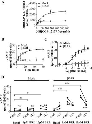 The Regulator of G Protein Signaling Homologous Domain of G Protein-Coupled Receptor Kinase 2 Mediates Short-Term Desensitization of β3-Adrenergic Receptor